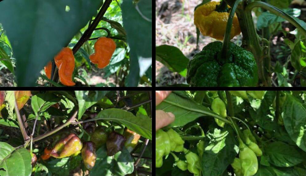 Farming Update II
